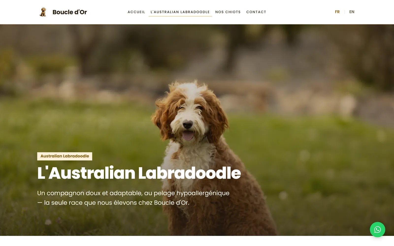 Refonte 2026, page consacree à la race Australian Labradoodle