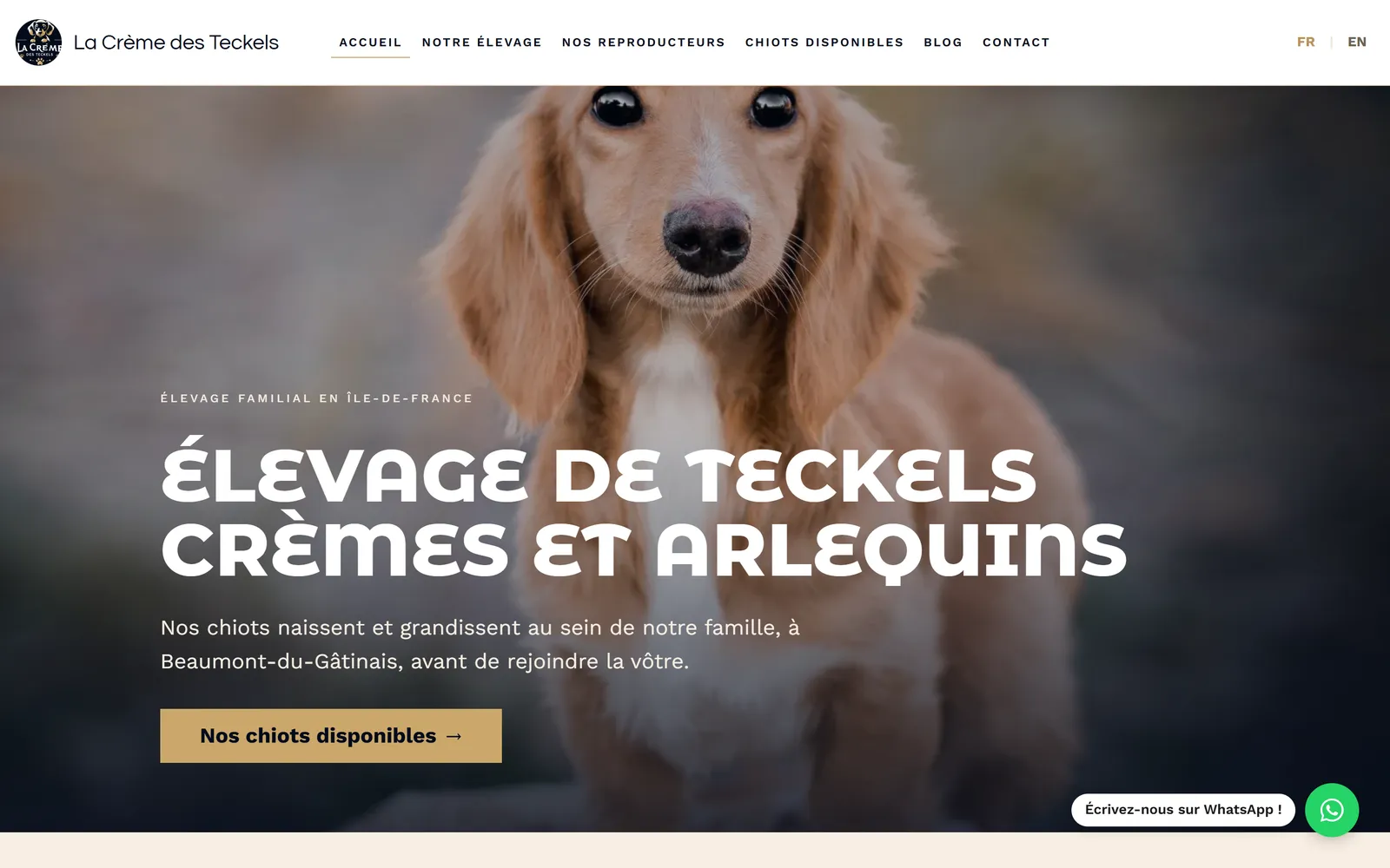 Refonte 2026, page d'accueil, bannière recentrée sur un portrait de teckel crème et une seule action prioritaire