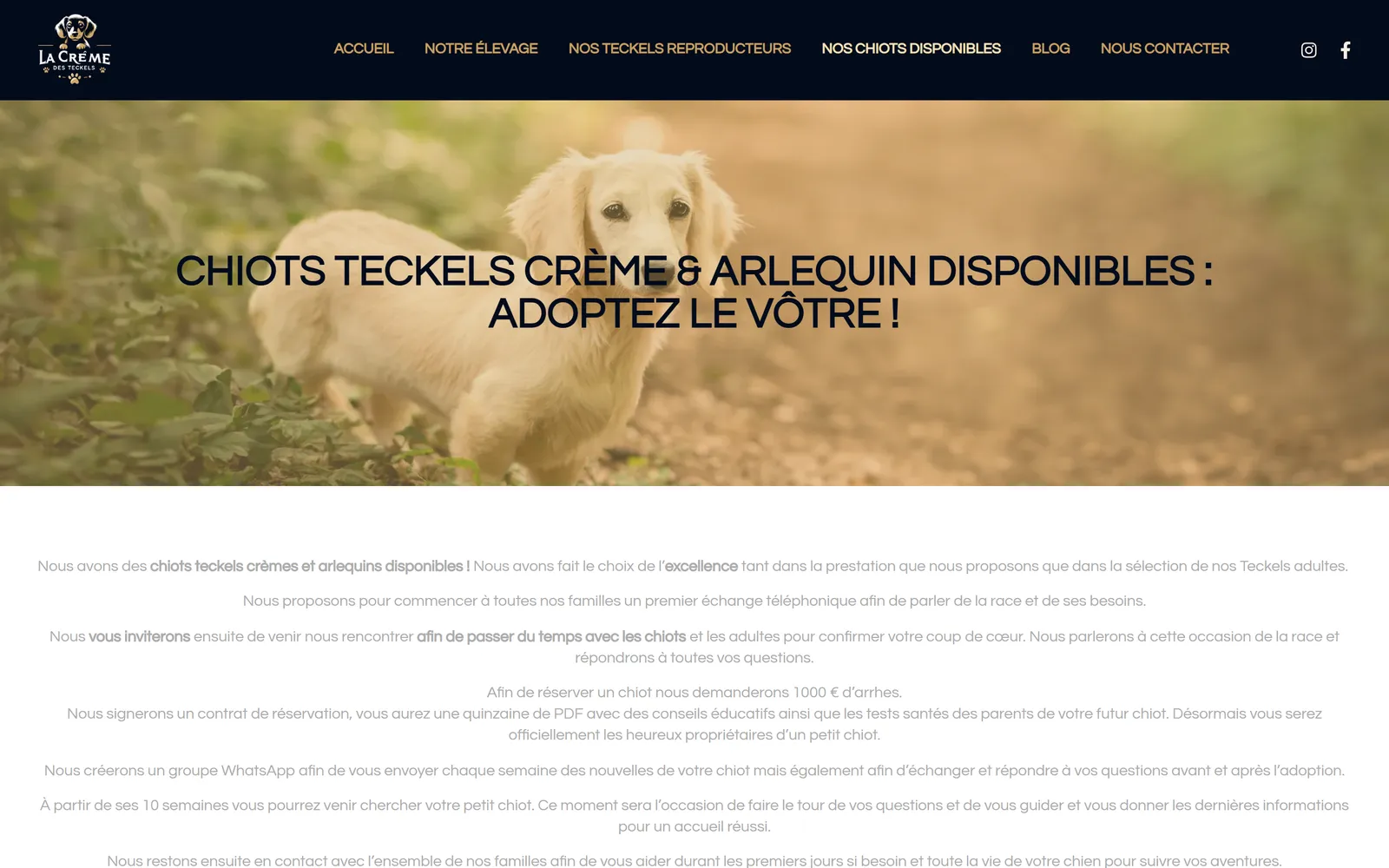 Version 2024, page « chiots disponibles » : la démarche d'adoption expliquée en paragraphes centrés