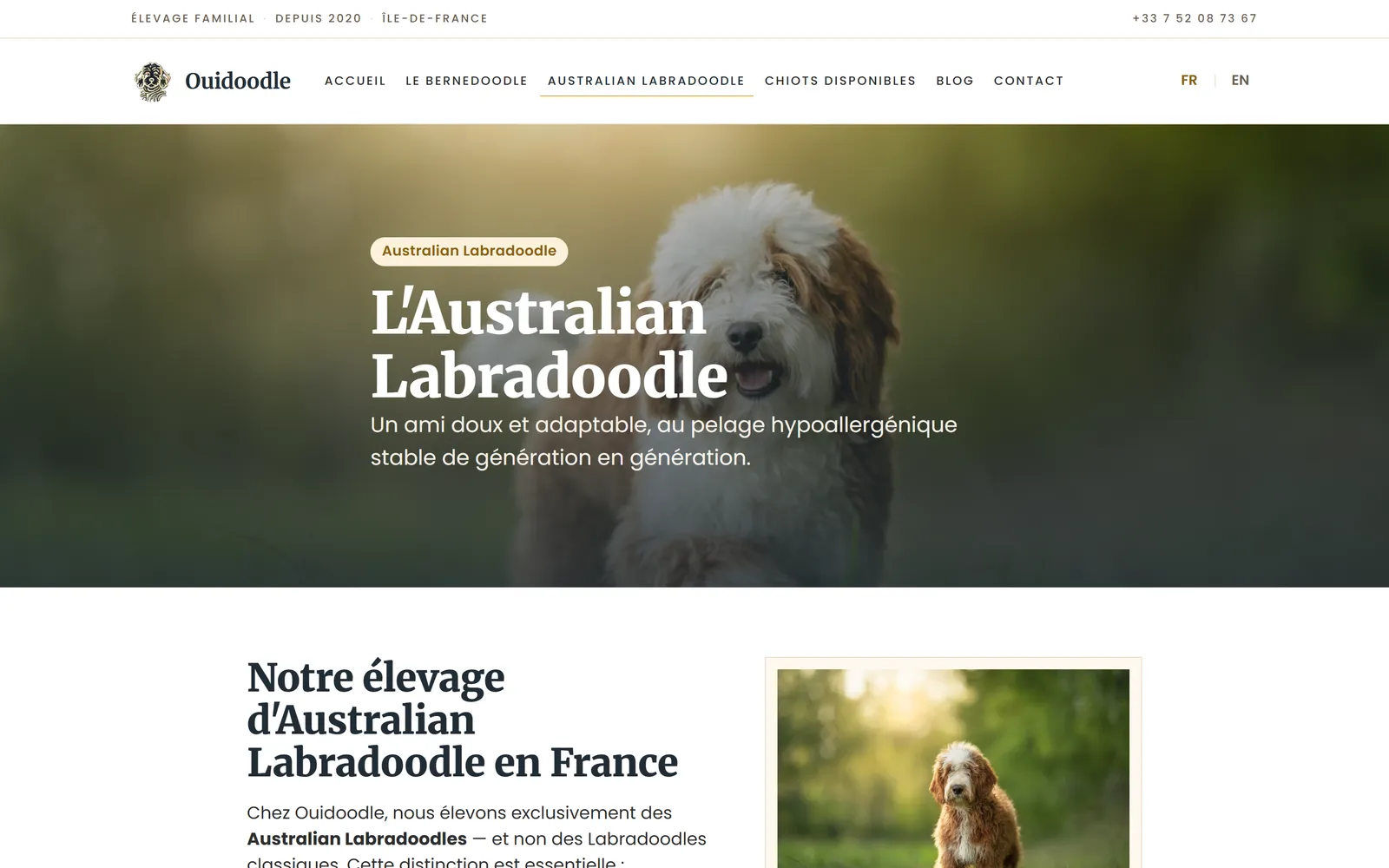 Refonte 2026, page Australian Labradoodle restructurée