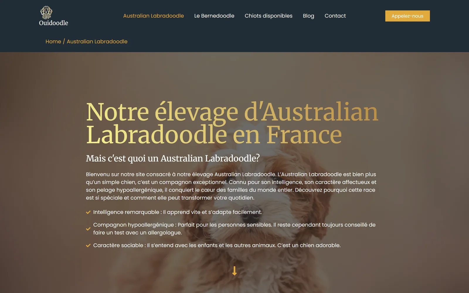 Version 2024, page consacrée à l'Australian Labradoodle
