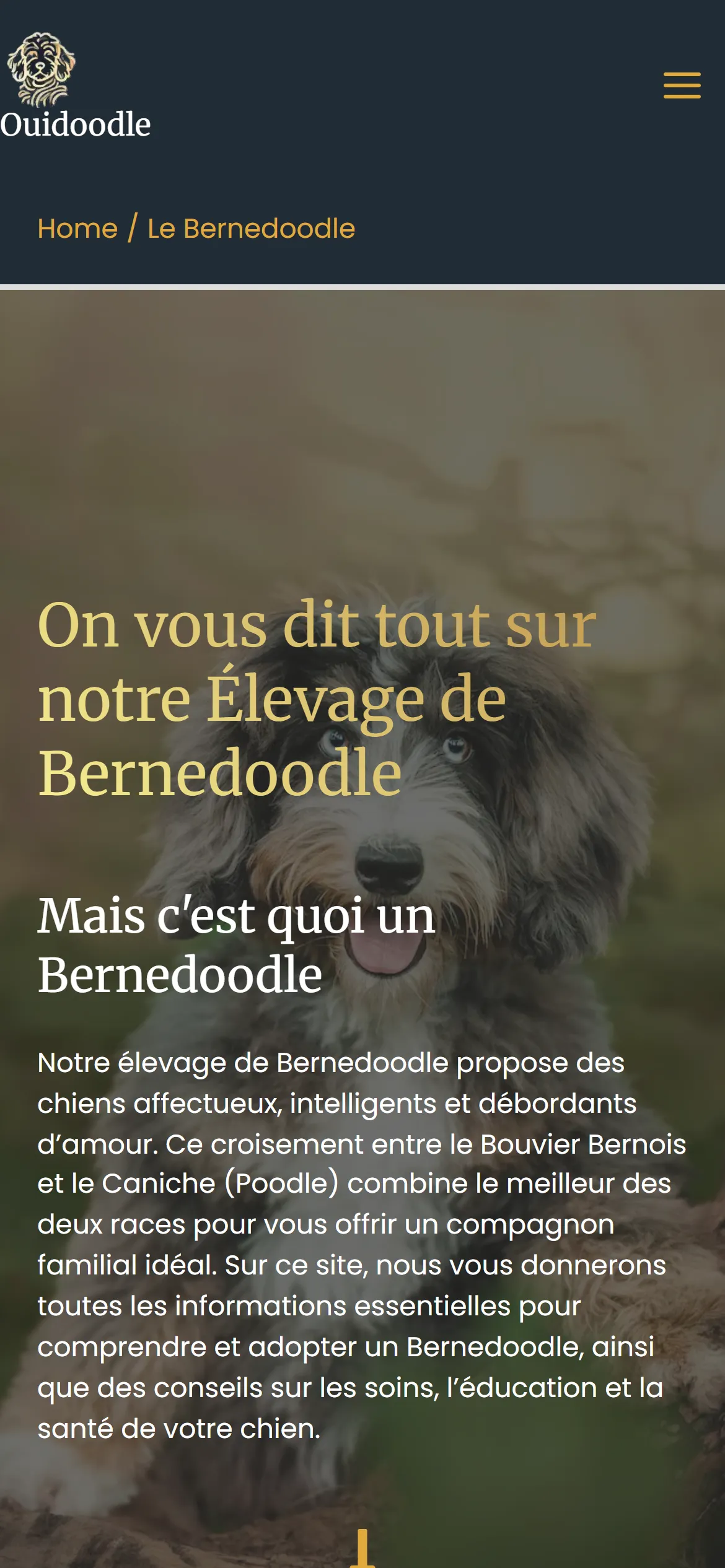 Version 2024, page Bernedoodle sur téléphone