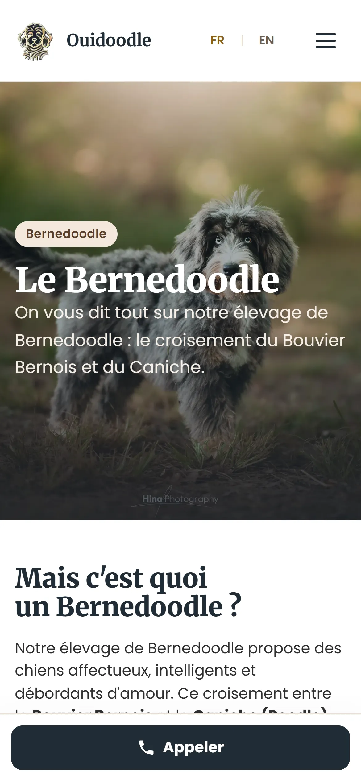 Refonte 2026, page Bernedoodle sur téléphone