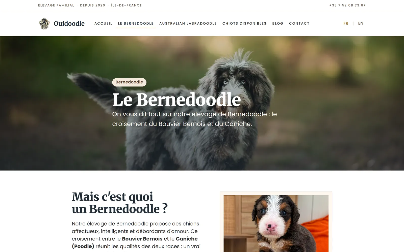 Refonte 2026, page Bernedoodle restructurée