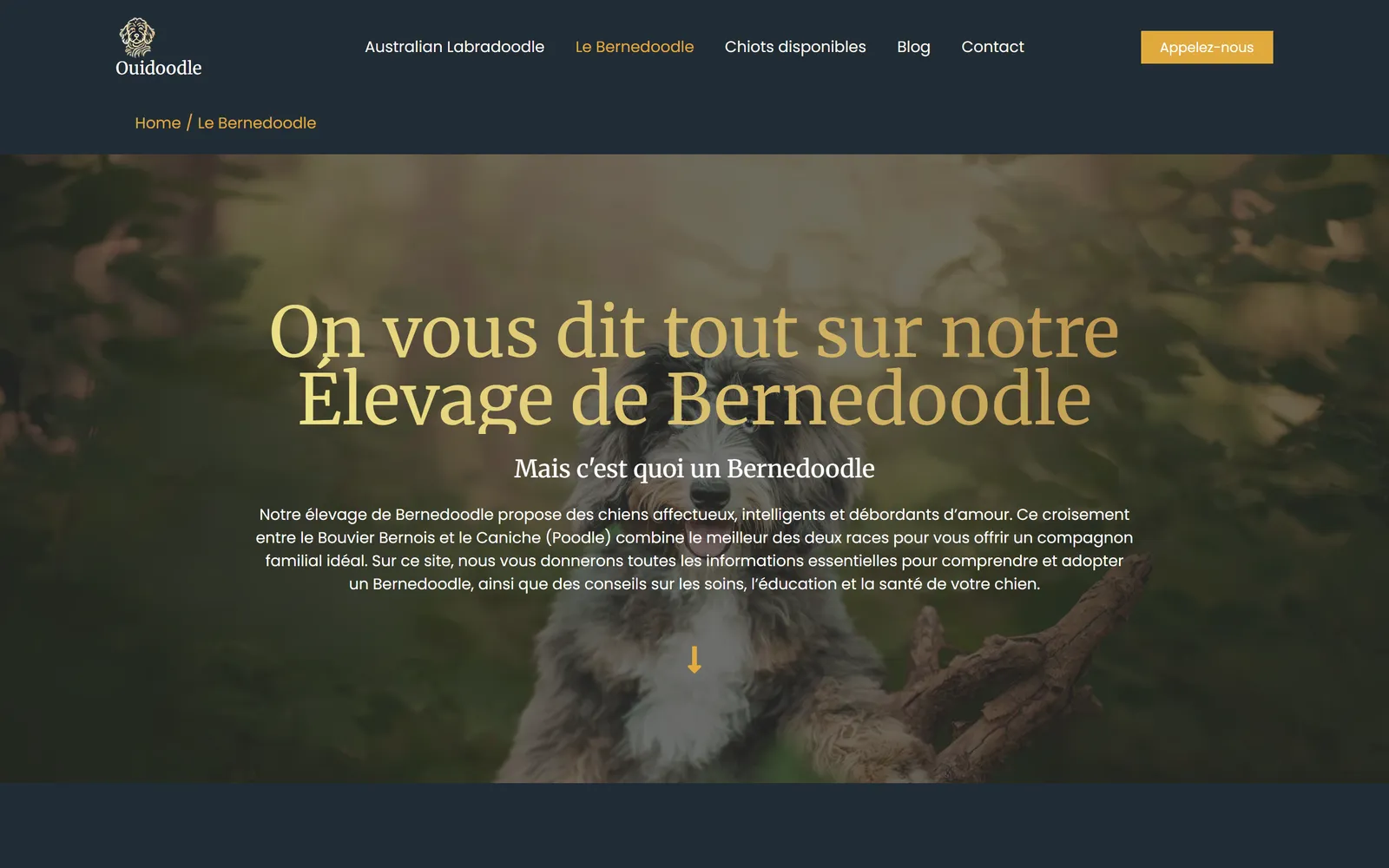 Version 2024, page consacrée au Bernedoodle