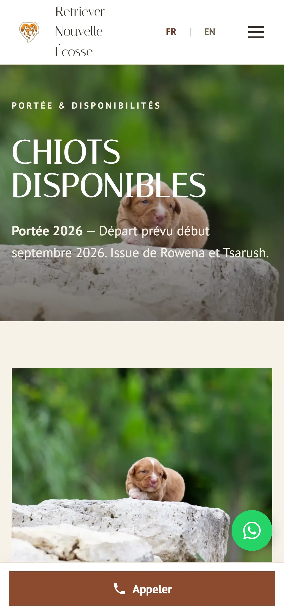 Refonte 2026, chiots disponibles sur téléphone