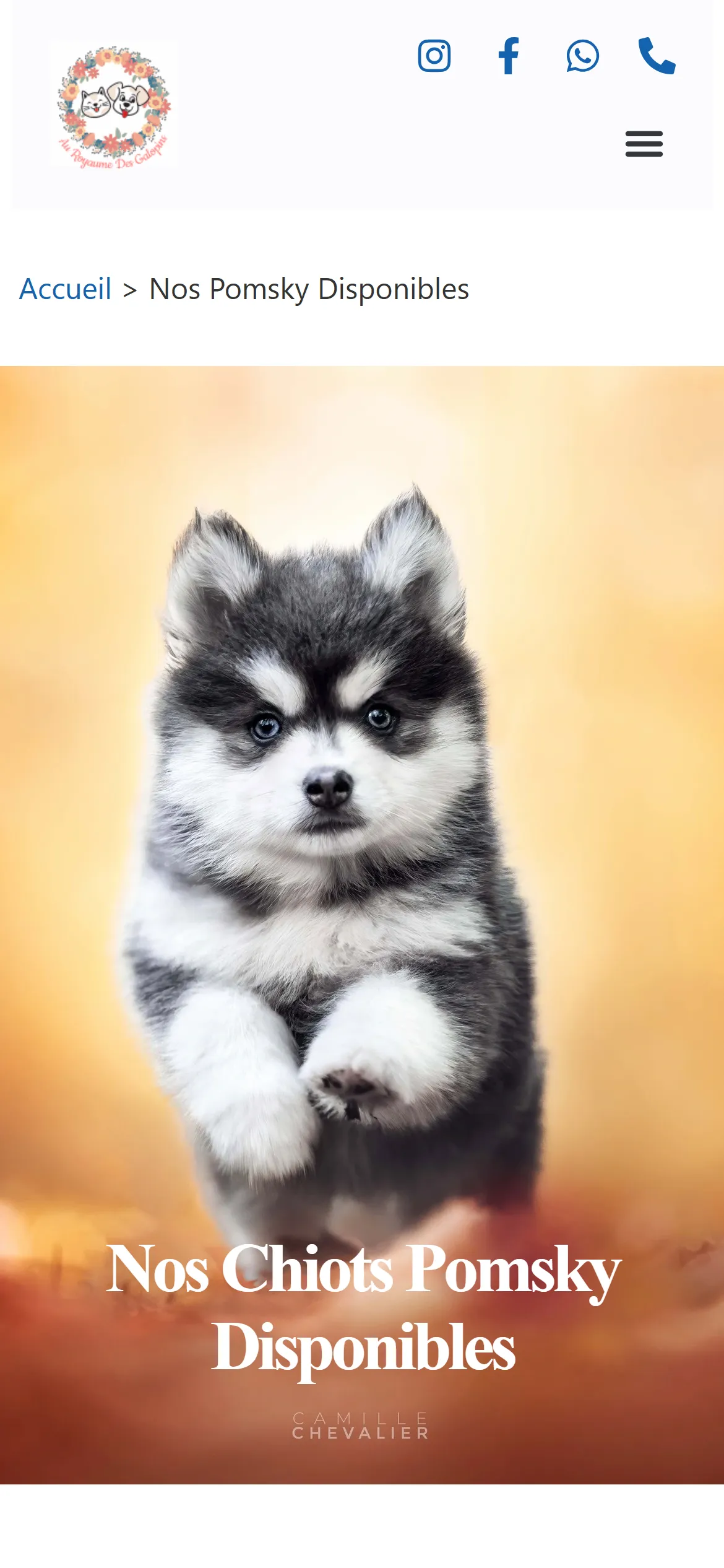 Version 2024, chiots Pomsky disponibles sur téléphone