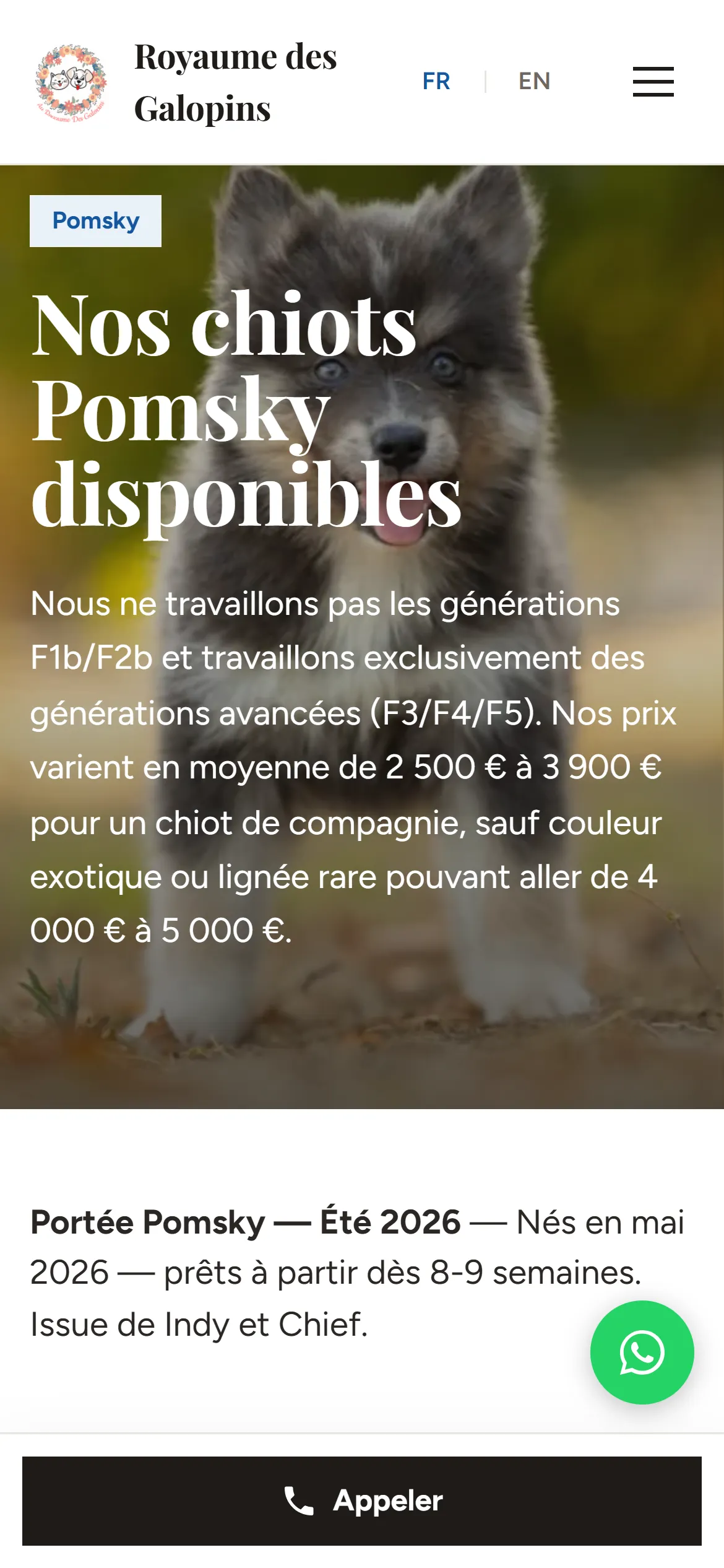 Refonte 2026, chiots Pomsky disponibles sur téléphone