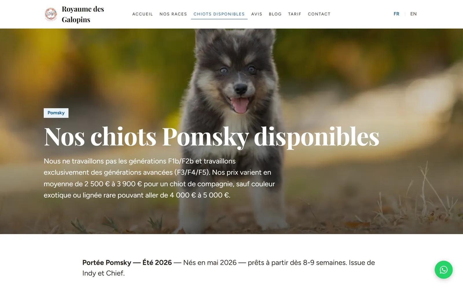 Refonte 2026 : chiots Pomsky disponibles, présentés en fiches