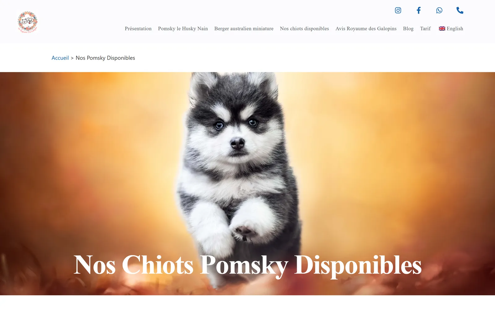 Version 2024, page des chiots Pomsky disponibles