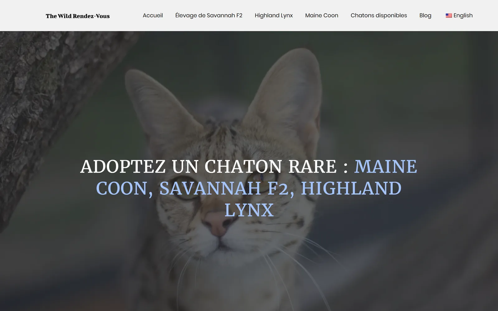 Version 2024 : page des chatons disponibles, regroupant les trois races
