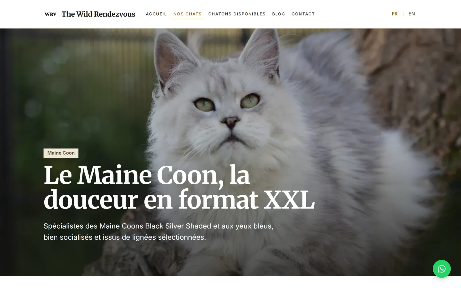 Refonte 2026, page consacrée à l'élevage de Maine Coon