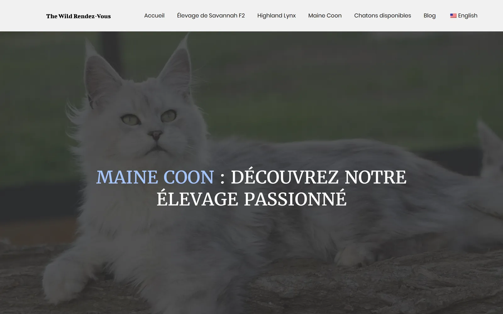 Version 2024, page consacrée à l'élevage de Maine Coon